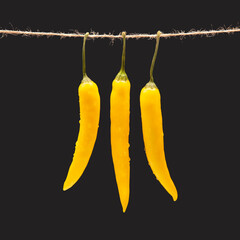 yellow hot chili on a dark background. Pepper. Vegetable vitamin food.