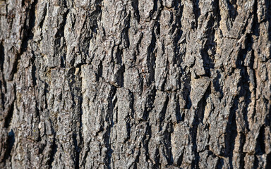 tree bark background