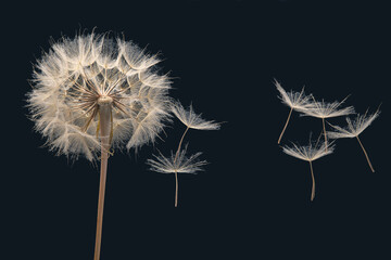 dry dandelion seeds fly away from the flower