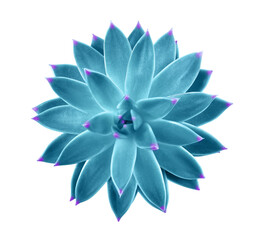 Beautiful succulent plant on white background, top view