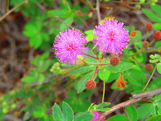 pink and white flower