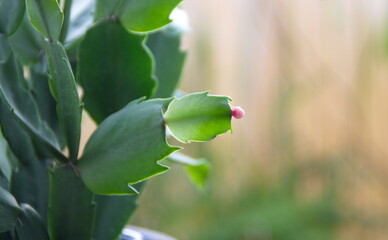 Christmas cactus, Thanksgiving cactus, crab cactus, holiday cactus - Schlumbergera