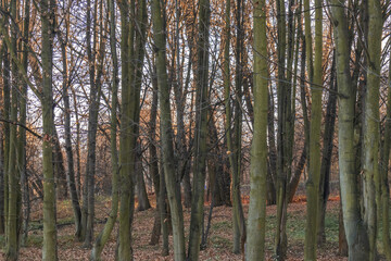 Landscape late autumn park trees fallen leaves
