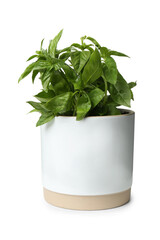 Naklejka premium Lush green basil in pot isolated on white