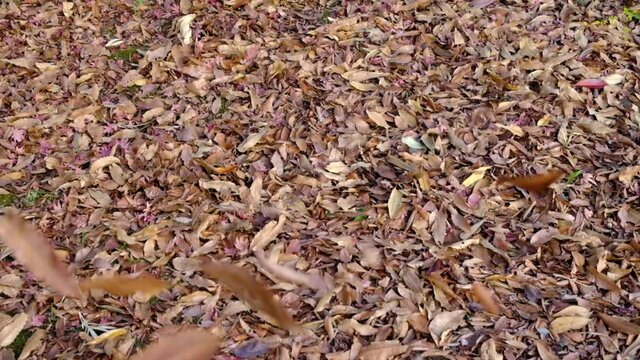サラサラと落ちる秋の落ち葉