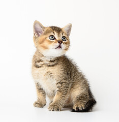 Kitten golden ticked british chinchilla straight sits on a white background.