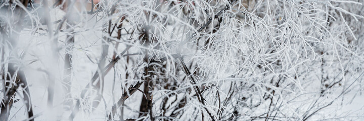 Snow and rime ice on the branches of bushes. Beautiful winter background with twigs covered with hoarfrost. Plants in the park are covered with hoar frost. Cold snowy weather. Cool frosting texture.