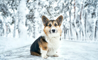 Winter outdoor portrait Welsh Corgi dog in snow park in winter day