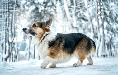 side view purebred dog Welsh Corgi walking in winter park at frosty snowy day