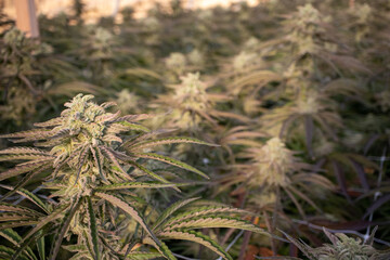 Close up of Cannabis Flower growing in a greenhouse