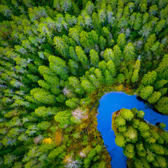 Northern nature. A river in the middle of a coniferous forest. Northern forest top view. A river in the middle of the taiga, view from a quadcopter. Natural background with trees and river. © Grispb