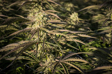 Close up of Cannabis Flower growing in a greenhouse