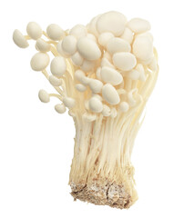Enoki mushroom, Golden needle mushroom isolated in white background with clipping path and full depth of field.