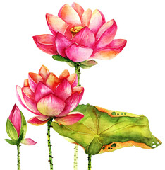 Watercolor lotus in full bloom