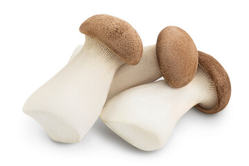 King Oyster mushroom or Eringi isolated on white background with clipping path and full depth of...