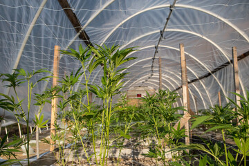 Young Cannabis clones growing in a greenhouse
