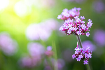 Obraz premium The background image of the colorful flowers