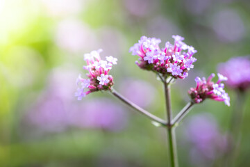 The background image of the colorful flowers