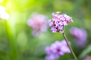 The background image of the colorful flowers