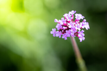 The background image of the colorful flowers