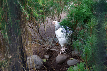 white chicken in the middle of coniferous trees