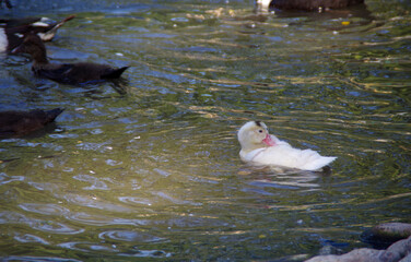 white baby duck swimming in the water