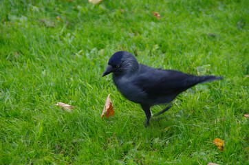 jackdaw on the grass