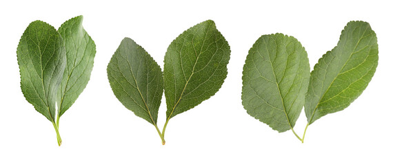 Set of green plum leaves on white background, banner design
