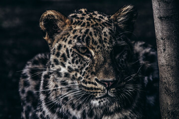Leopard in captivity with sad look