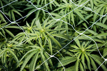 Cannabis Plants growing through support nets