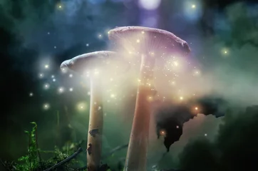 Poster Fantasy world. Mushrooms with magic lights in enchanted forest © New Africa