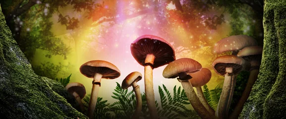  Fantasy world. Mushrooms lit by magic light in enchanted forest, banner design © New Africa