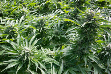 Field of Cannabis Plants