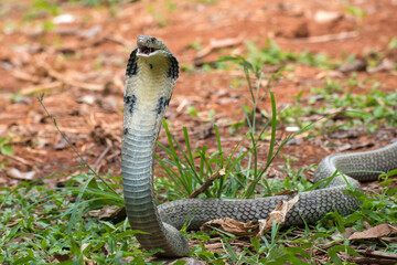The faces of king cobra (Ophiophagus hannah), venomous snake