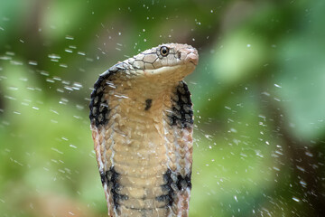The faces of king cobra (Ophiophagus hannah), venomous snake