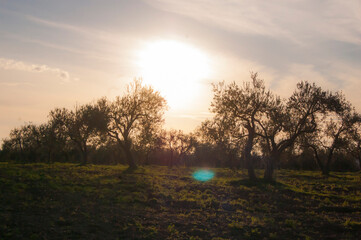 sunset in the olive trees forest