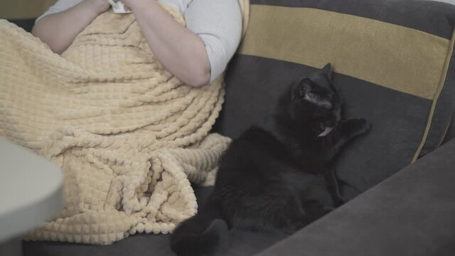 Black cat sits on the couch and licks its fur next to fat woman watching the show on laptop.