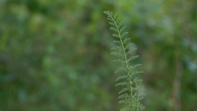 Yarrow plant on slight breeze in natural grass ambient (Achillea millefolium) - (4K)