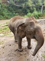 elephant in zoo