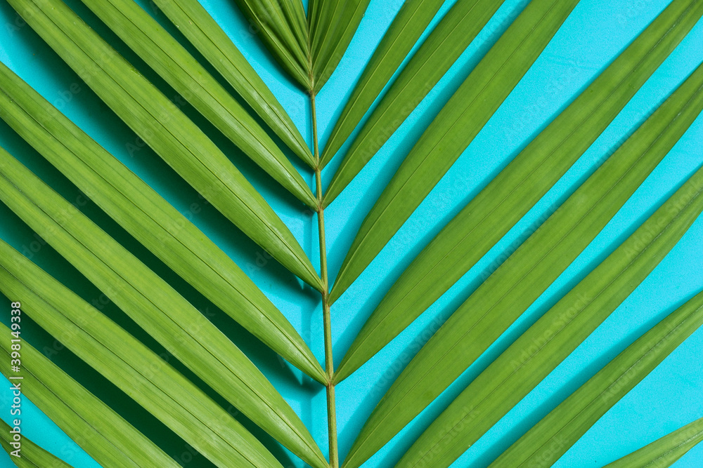 Wall mural Tropical palm leaves on blue background.