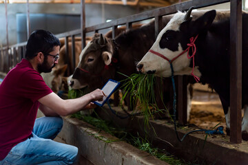 Fototapeta na wymiar Portrait of young farmer standing in cow farm and using tablet. Working at cattle farm. Organic food production.