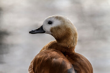 Duck with profile gaze facing the water