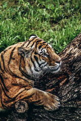Sitting tiger with direct gaze