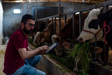 Portrait of young farmer standing in cow farm and using tablet. Working at cattle farm. Organic food production.