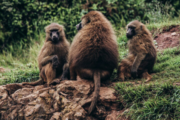 Family of monkeys in intimate moment. Daily life life style