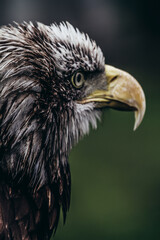 Fototapeta premium Harris Eagle very serious look