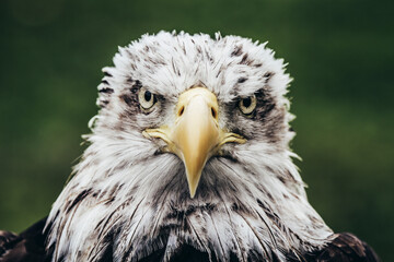 Harris Eagle very serious look