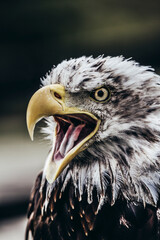 Harris Eagle attacking. Visible and large eyes.