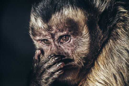 Intimate monkey portrait. With sad eyes in captivity