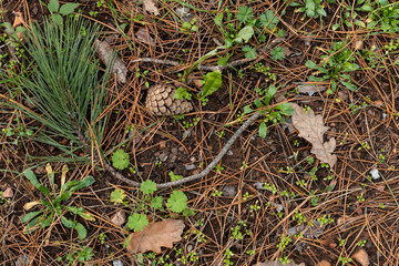 Dry needles brown leaves cones green moss on autumn forest floor in Bulgaria, Eastern Europe